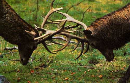 Combat de cerfs