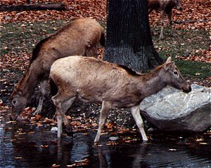 Two females