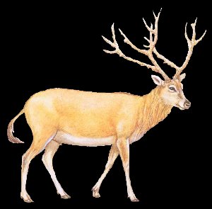 Cerf du pre David