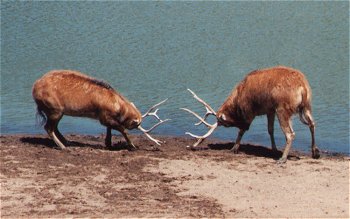 Fight
