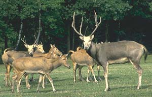 Male and his herd