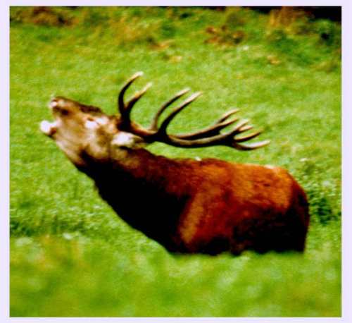 Rut Deer