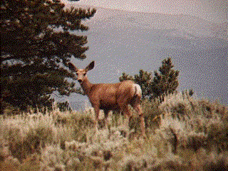 Biche  l'coute