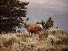 Biche  l'coute