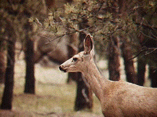 Doe profile