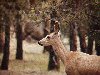 Profil de biche