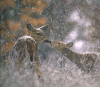 Ambiance neigeuse: jeune et sa mre