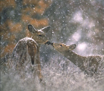 Ambiance neigeuse: jeune et sa mre