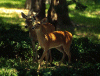 Sous-bois