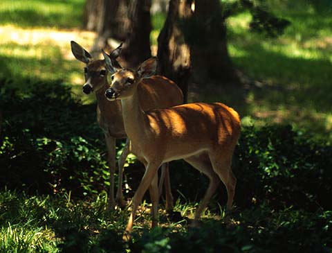 Sous-bois