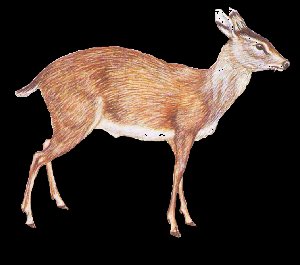 Elaphode