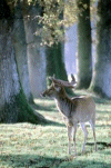 Cerf en sous-bois