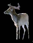 Cerf d'Eld, Thamin