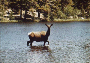 La biche et la rivire