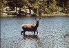 La biche et la rivire