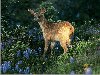 Faon dans les fleurs