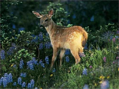 Faon dans les fleurs