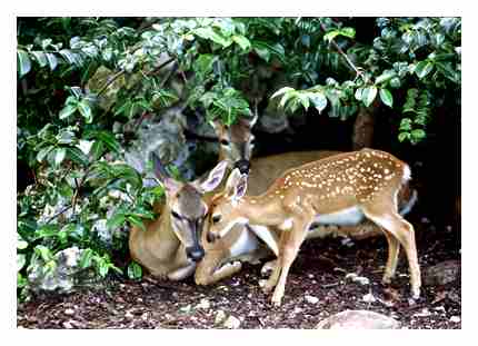 Fawn with his mother
