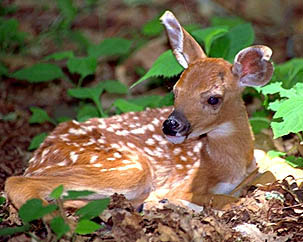 Sleeping Fawn