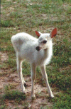 Faon albinos