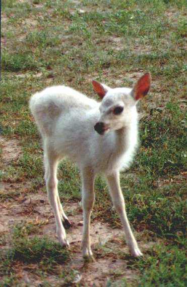 Albino Fallow deer