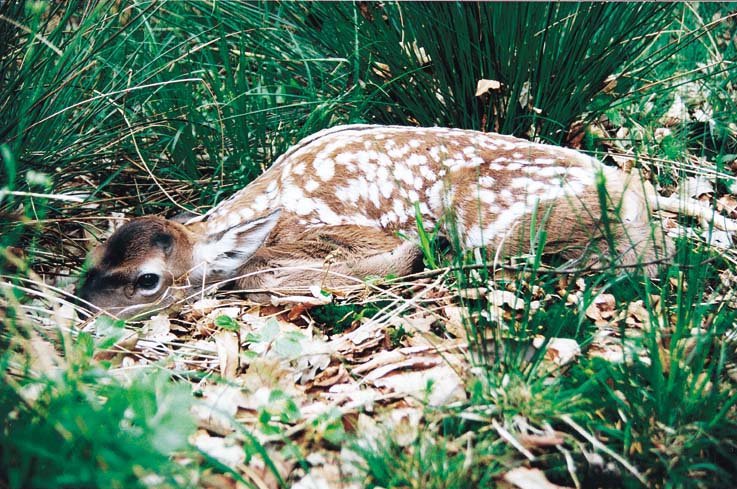 Young Fawn