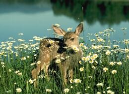 Flowers field