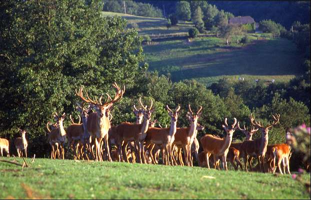 Herd waiting