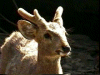 Cerf en velour