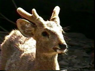 Deer in velvet