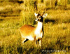 Cerf cochon aux aguets