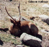 Cerf couch