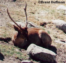 Sleeping deer