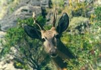 Huemul