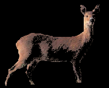 Hydropote ou Cerf d'eau chinois
