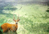 Cerf aux aguets