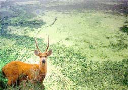 Cerf des marais, marcages