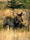 Jeune male
