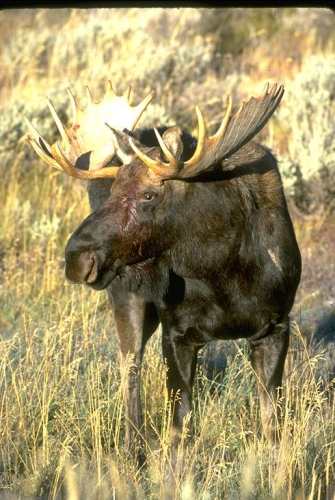 Moose with antler