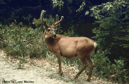 Waiting Deer
