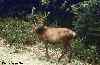 Cerf aux aguets