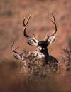Males attentifs
