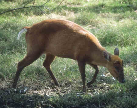 Femelle