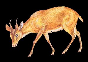Muntjac d'Inde ou Cerf aboyeur