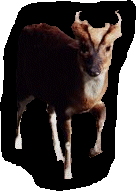 Muntjac de Reeve