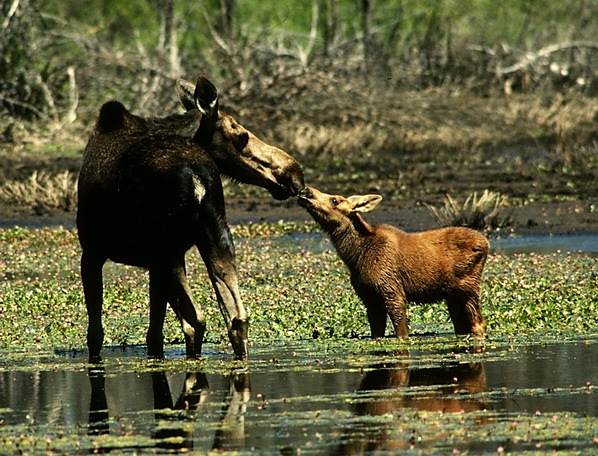 Mother moose and her fawn