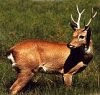 Male
