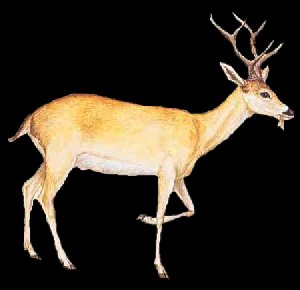 Cerf des pampas