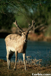 Waiting Deer