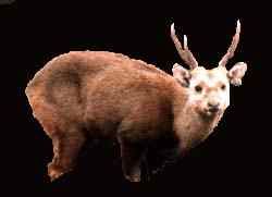 Cerf cochon